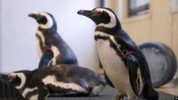 Magellan penguins are seen at the Blank Park Zoo, April 5, 2022, in Des Moines, Iowa. Zoos across North America are moving their birds indoors and away from people and wildlife as they try to protect them from avian influenza. 