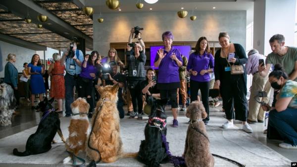 News media members with cameras take photos of dogs at a Westminster Kennel Club dog show preview event along with canine handlers in New York, June 16, 2022. The dogs get the spotlight, but the upcoming show is also illuminating a human issue: veterinari